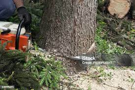 How Our Tree Care Process Works  in  North Boston, NY