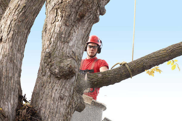 Reliable North Boston, NY Tree Care Solutions